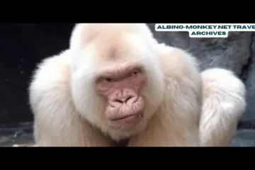 A Traveler’s Guide to the Albino-Monkey.net Travel Archives