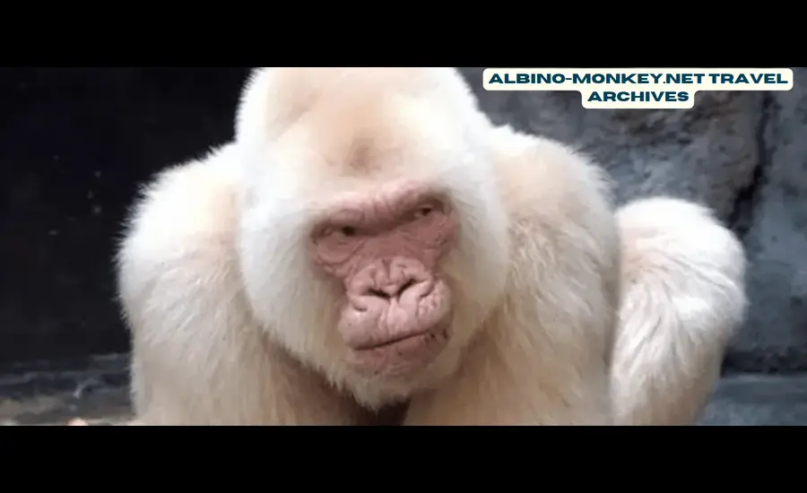 A Traveler’s Guide to the Albino-Monkey.net Travel Archives