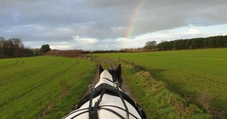 WonderDays Horse Carriage Ride With Afternoon Cream Tea Experience