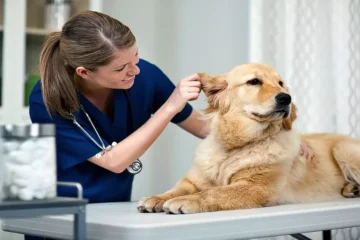 How to Become a Vet Tech A Comprehensive Guide to a Rewarding Career