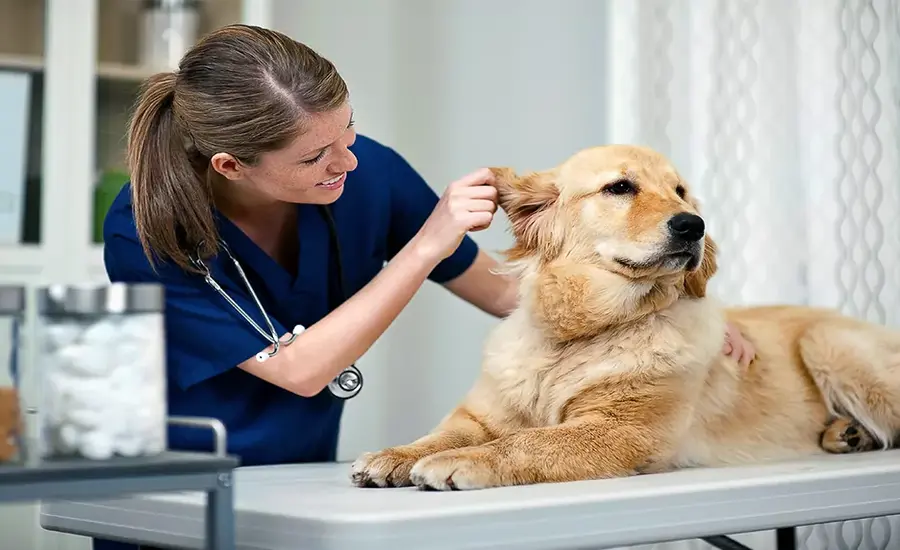 How to Become a Vet Tech A Comprehensive Guide to a Rewarding Career