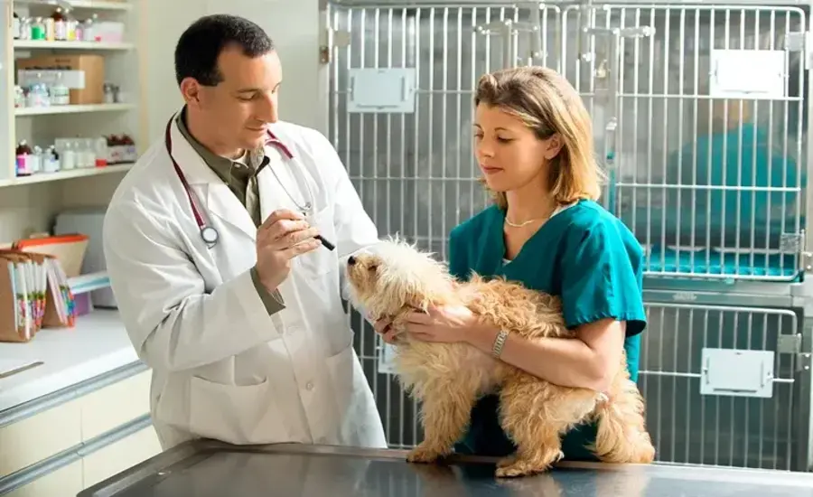 How to Become a Vet Tech A Comprehensive Guide to a Rewarding Career