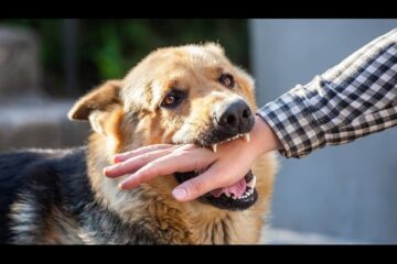 Understanding Dog Bite Liability What You Need to Know