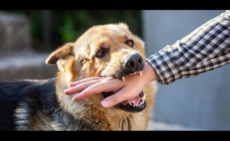 Understanding Dog Bite Liability What You Need to Know