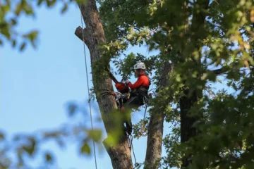 Why Trust Mencer's Tree Service for Professional Tree Care