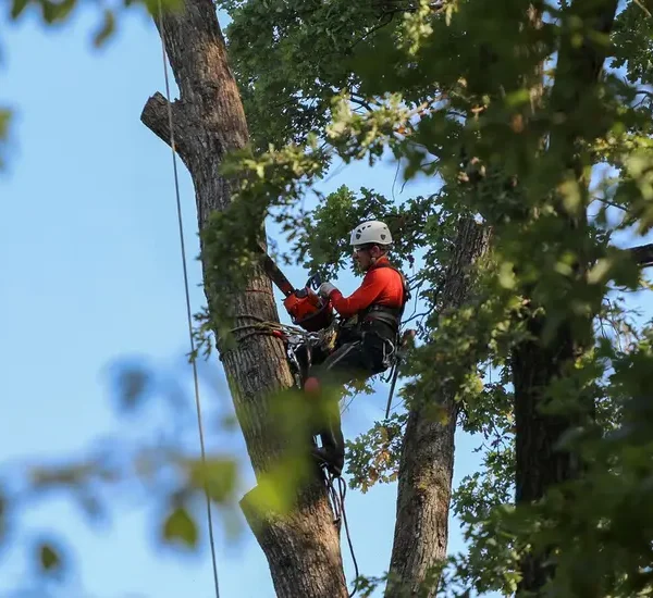 Why Trust Mencer's Tree Service for Professional Tree Care