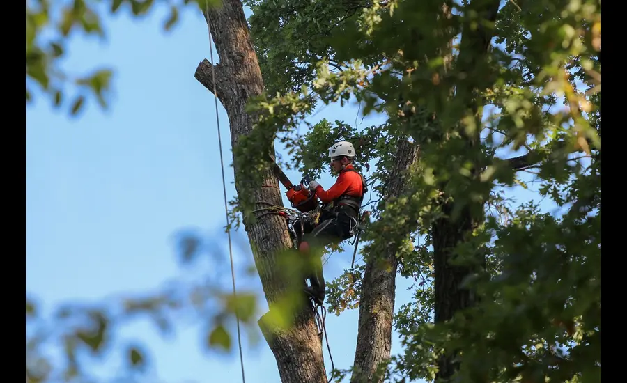 Why Trust Mencer's Tree Service for Professional Tree Care