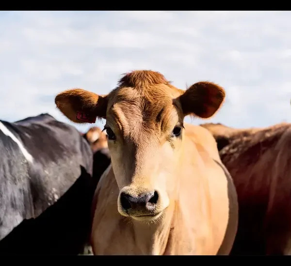 hydrolyzed bovine collagen