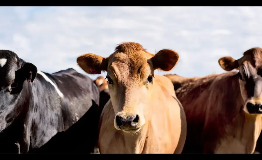 hydrolyzed bovine collagen