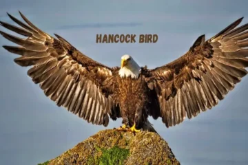 Hancock Birds Explore the Mysterious Nature of Birds