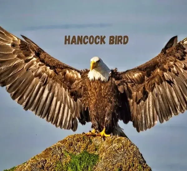 Hancock Birds Explore the Mysterious Nature of Birds