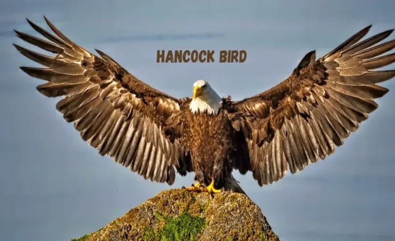 Hancock Birds Explore the Mysterious Nature of Birds