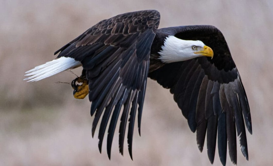 Hancock Birds Explore the Mysterious Nature of Birds