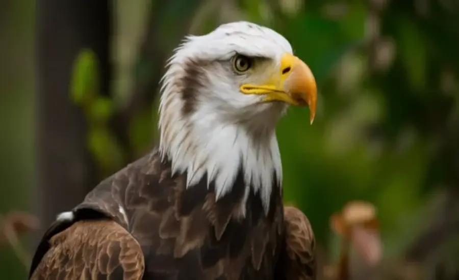 Hancock Birds Explore the Mysterious Nature of Birds