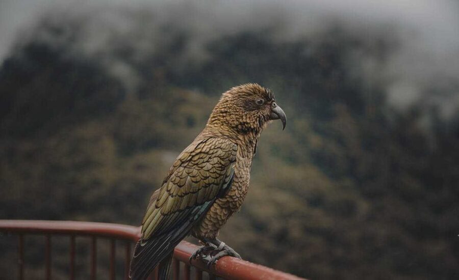 Hancock Birds Explore the Mysterious Nature of Birds