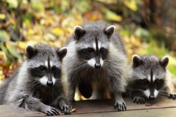 Raccoon Prevalence McKinney Understanding Local Population Trends and Behaviors