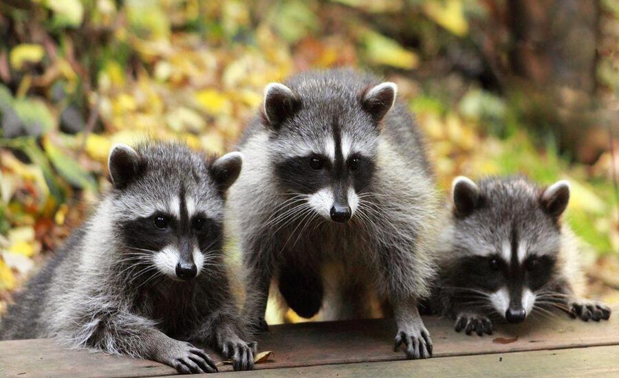 Raccoon Prevalence McKinney Understanding Local Population Trends and Behaviors